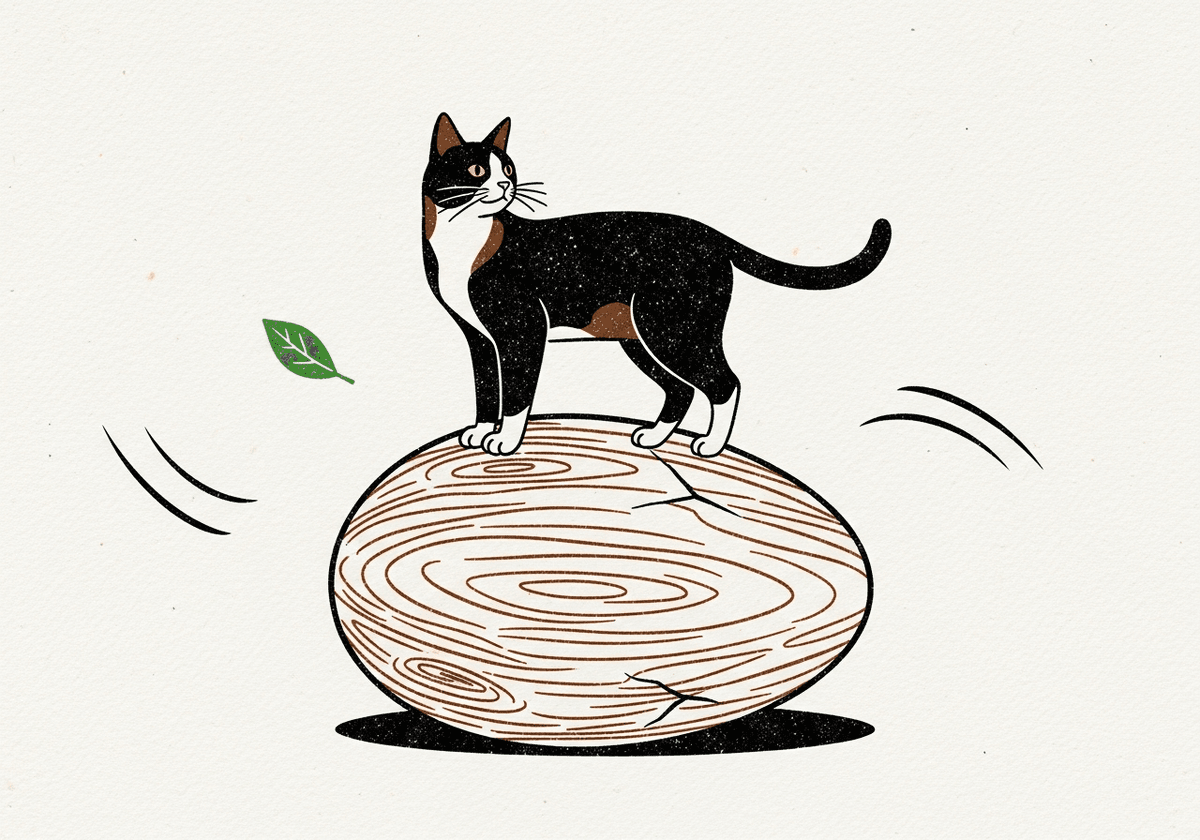A curious cat stands on eggs.