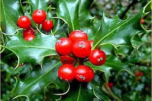 A photo of American Holly