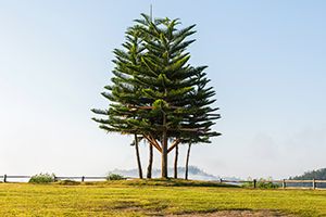 A photo of Australian Pine