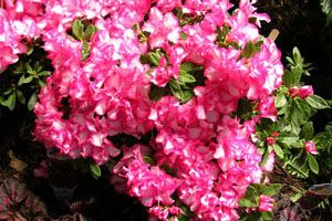 A photo of Azalea