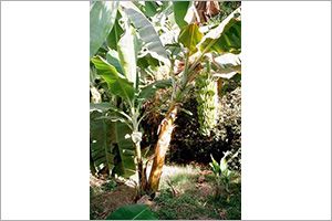 A photo of banana
