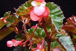 A photo of Begonia