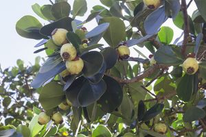 A photo of Clusia Rosea