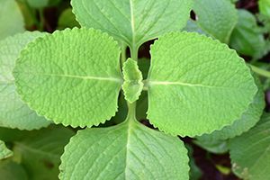 A photo of Coleus