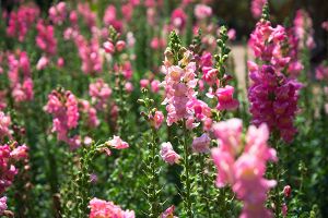 A photo of Common Snapdragon