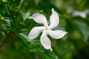 A photo of Confederate Jasmine