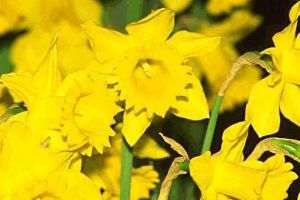A photo of Daffodil