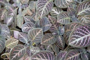 A photo of Flame African Violet