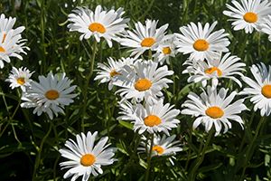 A photo of Garden Chamomile