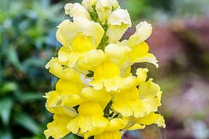 A photo of Garden Snapdragon
