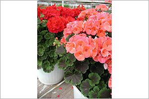 A photo of Geranium