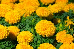 A photo of Gold Bloom
