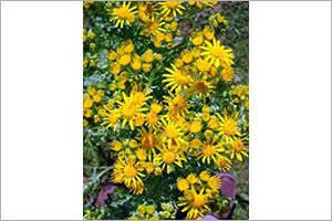 A photo of Golden Ragwort