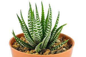 A photo of Haworthia