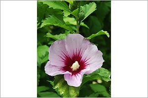 A photo of Hibiscus
