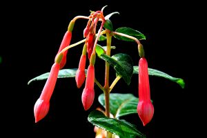 A photo of Honeysuckle Fuchsia