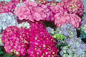 A photo of Hydrangea