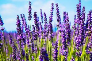 A photo of Lavender