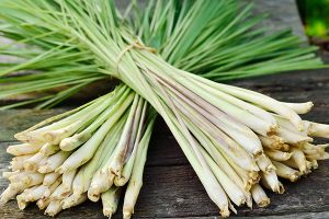 A photo of Lemon Grass