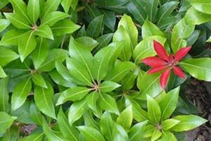 A photo of Lily-of-the-Valley Bush