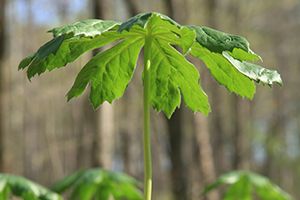 A photo of Mayapple