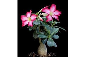 A photo of Mock Azalea