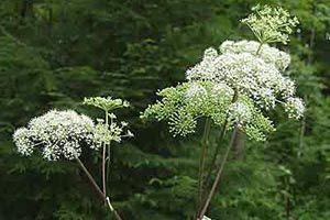 A photo of Poison Parsnip