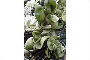 A photo of Porcelain Flower