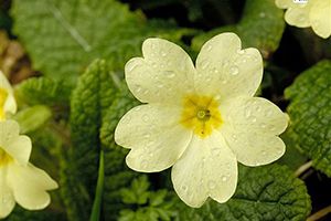 A photo of Primrose
