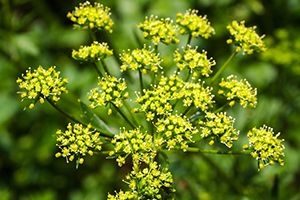 A photo of Spring Parsley