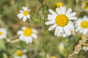 A photo of Stinking Chamomile