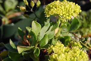 A photo of Sulfur Flower