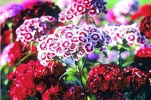 A photo of Sweet William