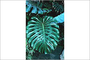 A photo of Swiss Cheese Plant