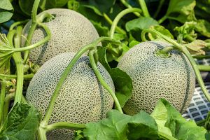 A photo of True Cantaloupe