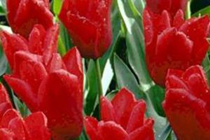 A photo of Tulip