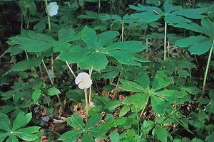 A photo of Umbrella Leaf