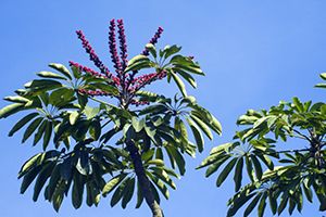 A photo of Umbrella Tree