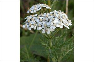 A photo of Yarrow