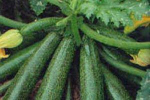 A photo of Zucchini Squash